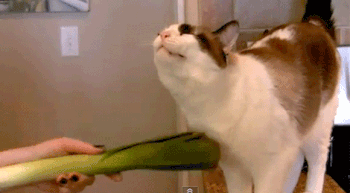 A este gato le gustan los puerros