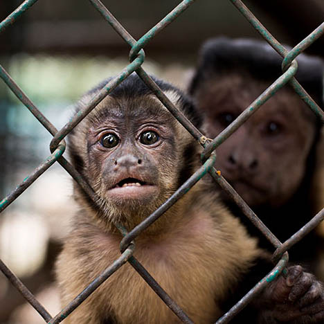 Monos juntos enjaulados en un zoológico privado en México. Foto: Tras Los Muros.