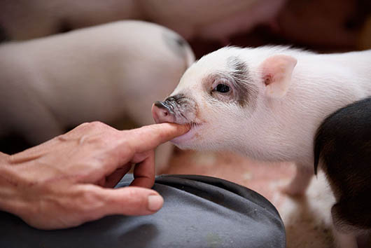 Cerdito del santuario Wings of Heart. Foto: Tras Los Muros